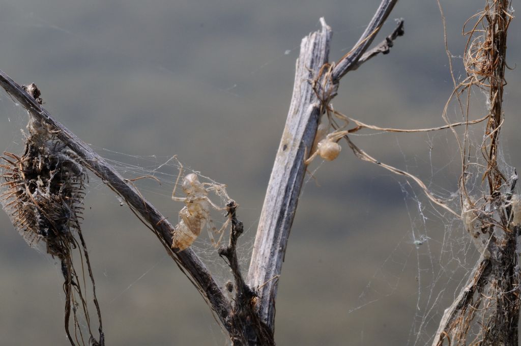 SELYSIOTHEMIS NIGRA: PRIMA SEGNALAZIONE IN PIEMONTE!!!